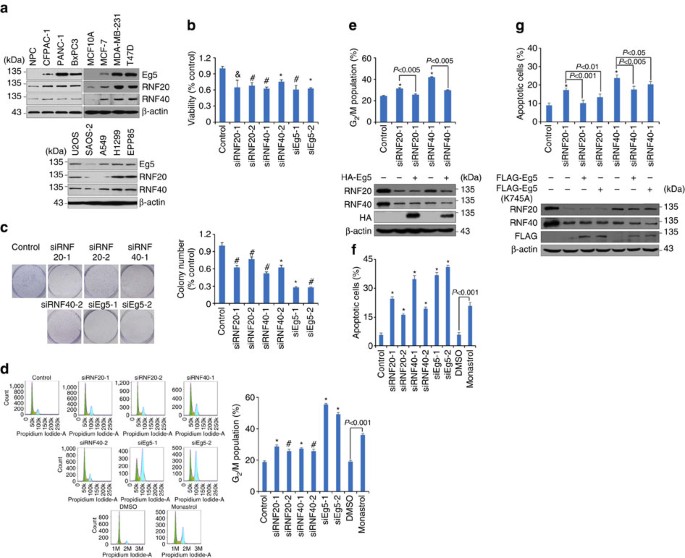 Figure 6: Loss-of-function of RNF20/40 leads to cell G2/M arrest and apoptosis via downregulating Eg5.