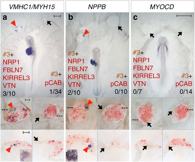 Figure 4: Secreted molecules induce ventricular markers.