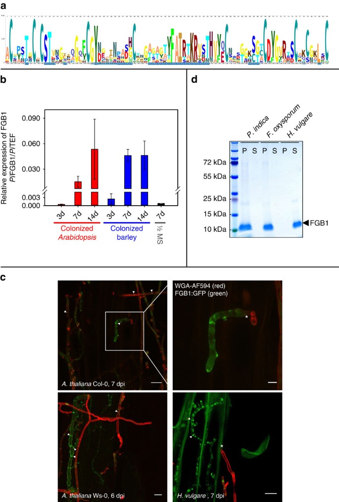 The Fungal Specific B Glucan Binding Lectin Fgb1 Alters Cell Wall Composition And Suppresses Glucan Triggered Immunity In Plants Nature Communications
