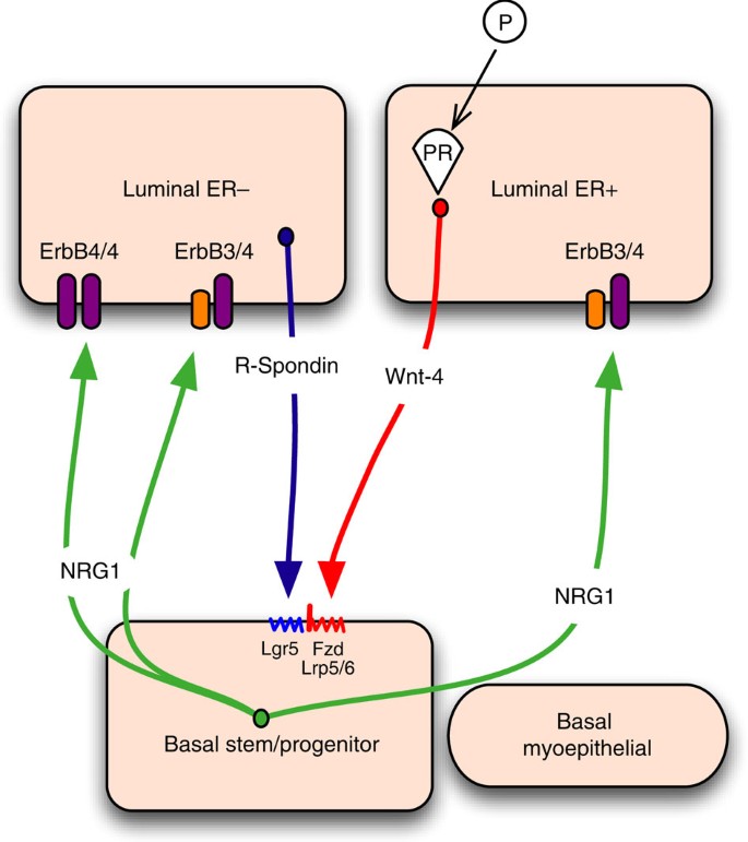 Figure 8: Model of the Wnt/Nrg1 paracrine signalling network between luminal and basal mammary epithelial cells.