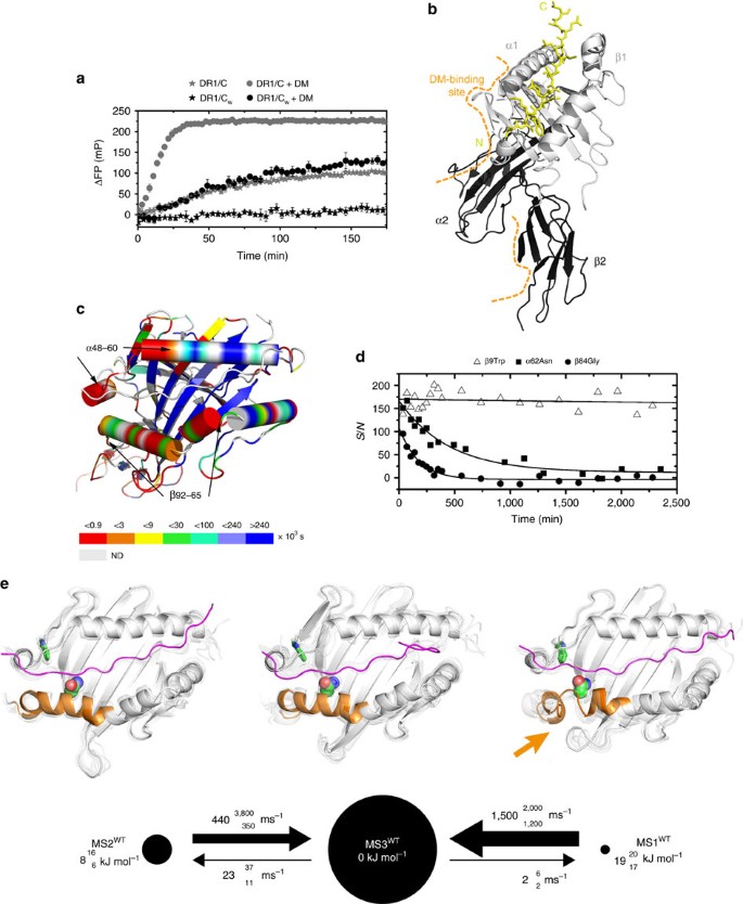 Mhc Class Ii Complexes Sample Intermediate States Along The Peptide Exchange Pathway Nature Communications