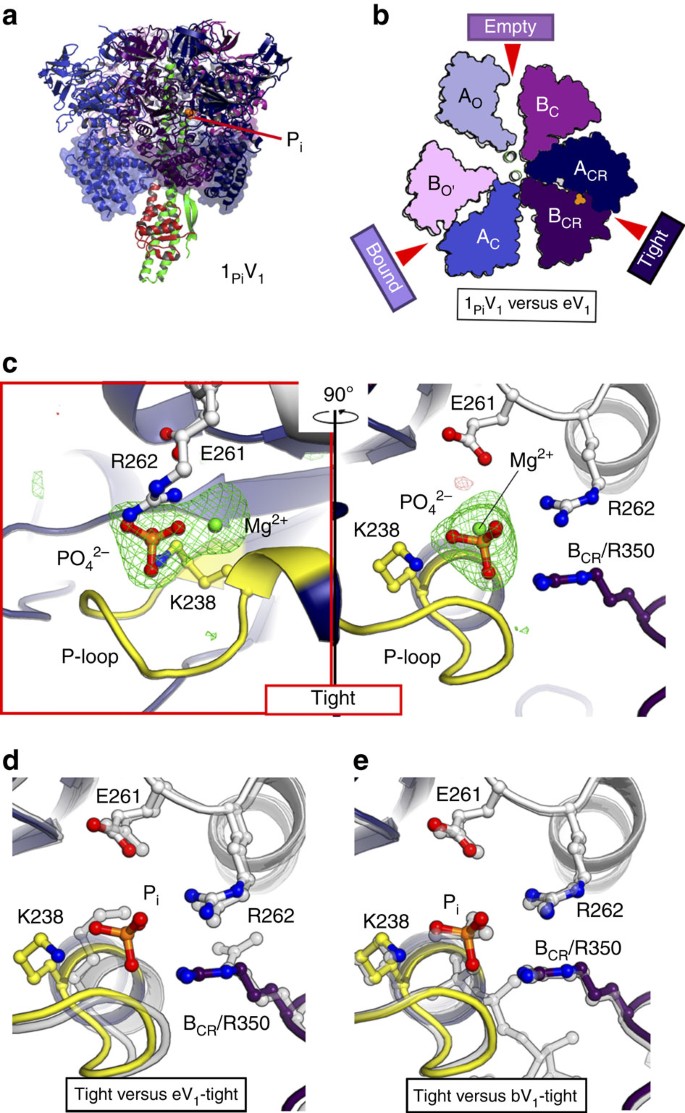 Crystal Structures Of The Atp Binding And Adp Release Dwells Of The V 1 Rotary Motor Nature Communications