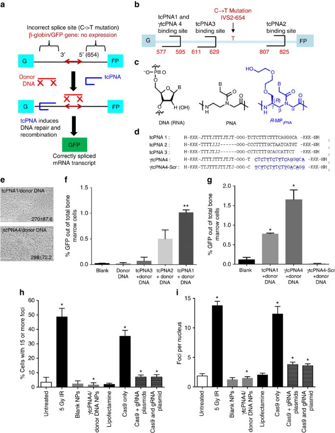 In Vivo Correction Of Anaemia In B Thalassemic Mice By Gpna Mediated Gene Editing With Nanoparticle Delivery Nature Communications