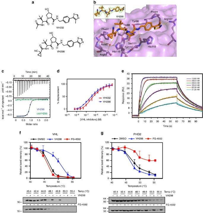 Potent And Selective Chemical Probe Of Hypoxic Signalling Downstream Of Hif A Hydroxylation Via Vhl Inhibition Nature Communications