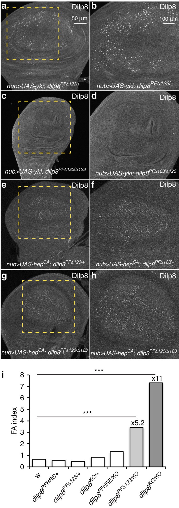 The Hippo signalling pathway coordinates organ growth and limits  developmental variability by controlling dilp8 expression | Nature  Communications