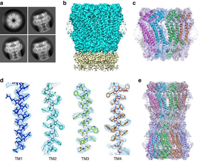 Atomic Structure Of The Innexin 6 Gap Junction Channel Determined By Cryo Em Nature Communications
