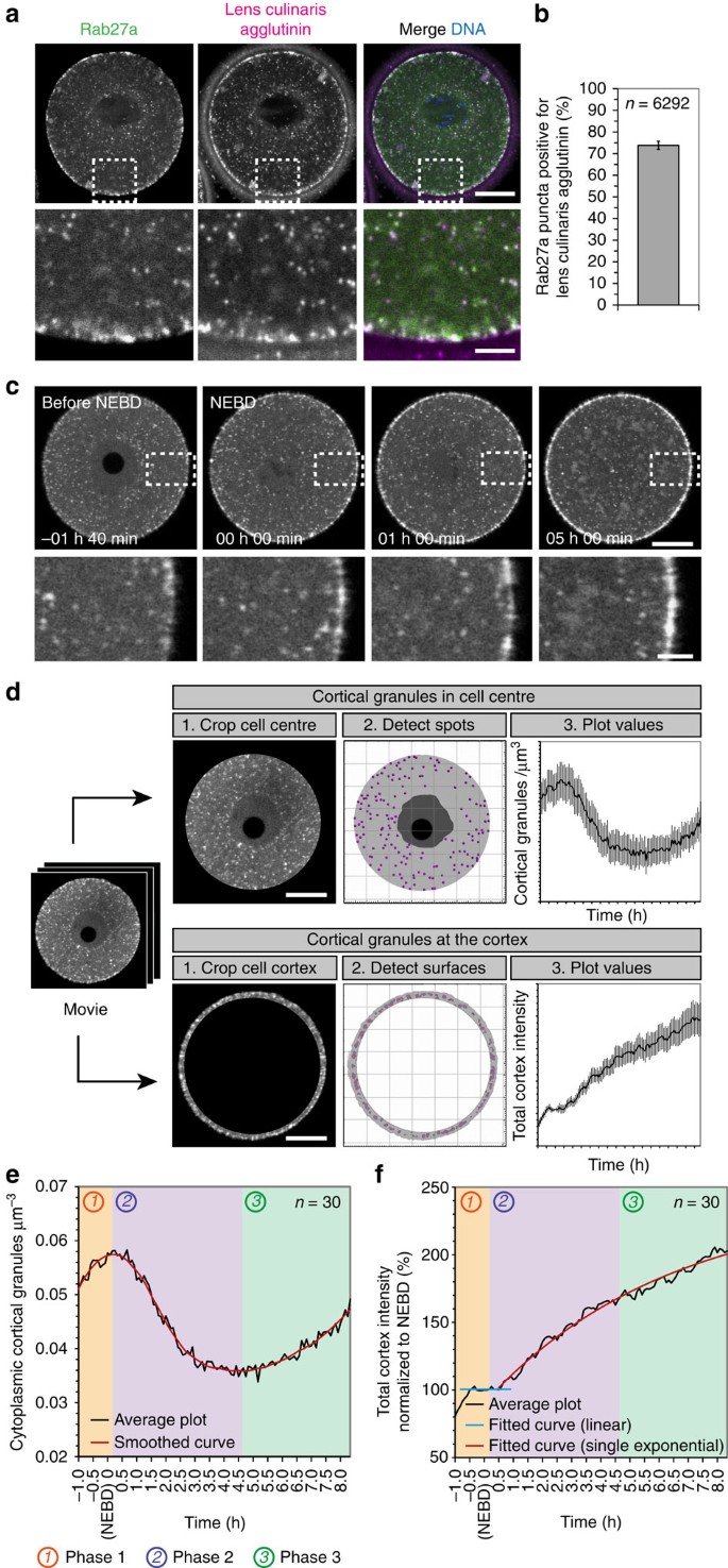 Two Pathways Regulate Cortical Granule Translocation To Prevent Polyspermy In Mouse Oocytes Nature Communications