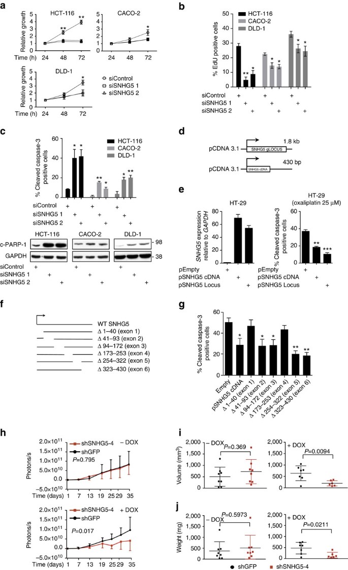 Snhg5 Promotes Colorectal Cancer Cell Survival By Counteracting Stau1 Mediated Mrna Destabilization Nature Communications