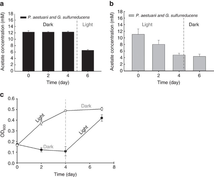 Figure 3: Variation in acetate concentration in the co-culture of P. aestuarii and G. sulfurreducens in the presence and absence of light.
