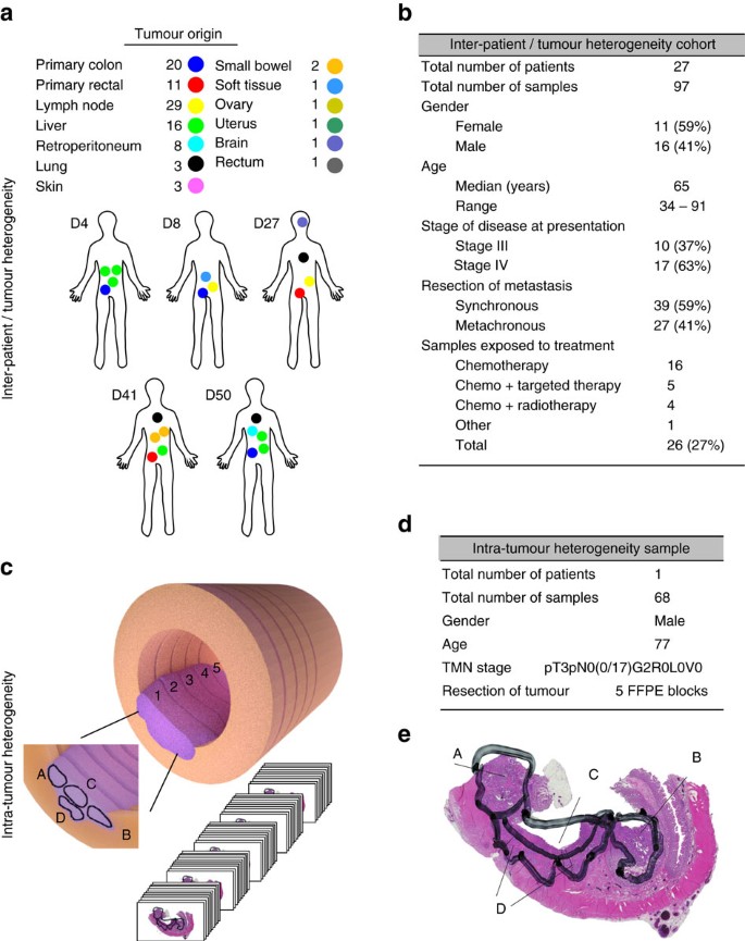 colon cancer genetic heterogeneity exemple de ciuperci