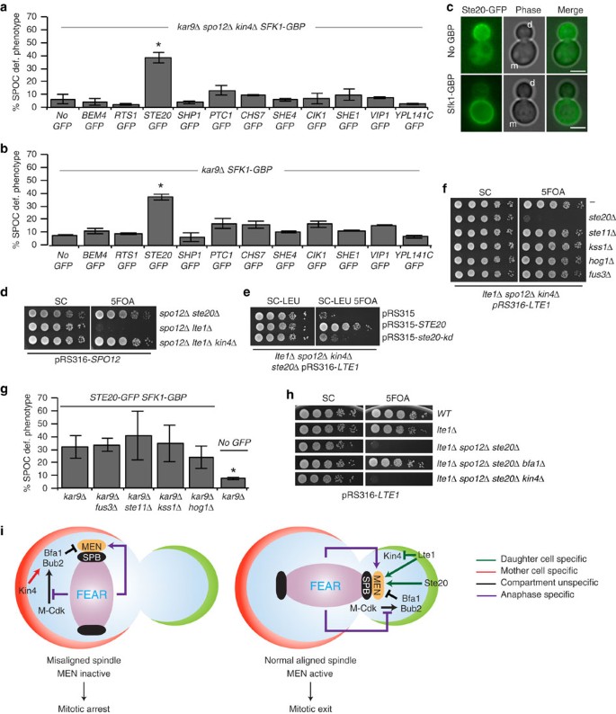 Temporal and compartment-specific signals coordinate mitotic exit ...