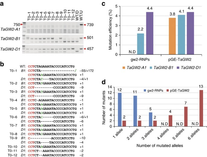 Efficient Dna Free Genome Editing Of Bread Wheat Using Crispr Cas9 Ribonucleoprotein Complexes Nature Communications