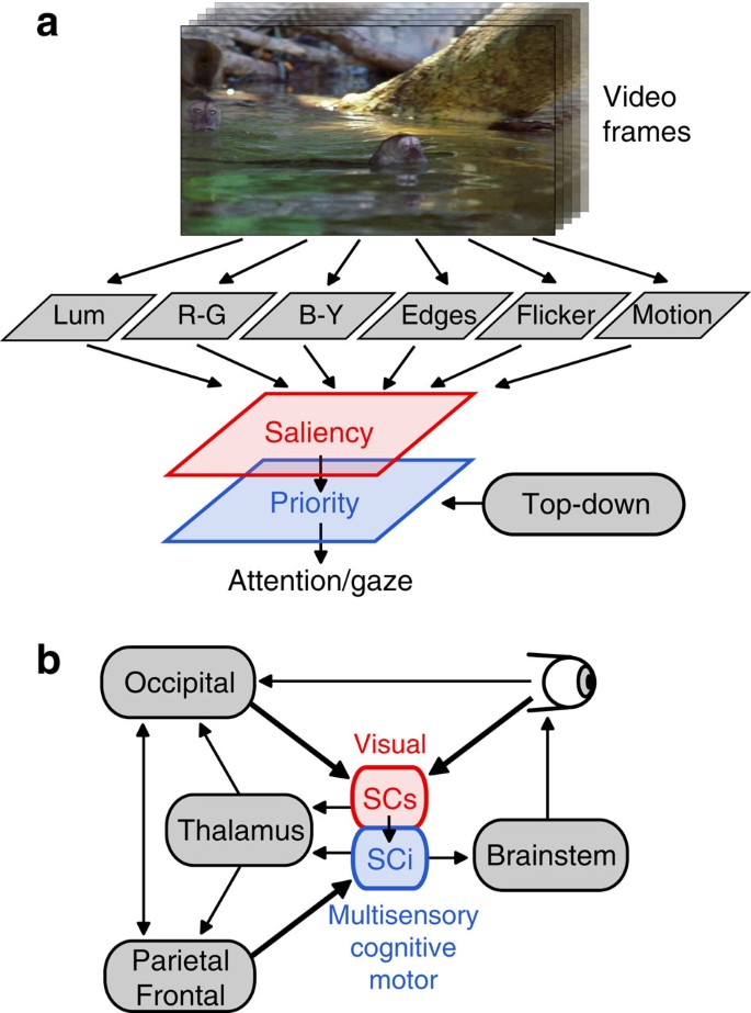 Superior colliculus neurons encode a visual saliency map during ...