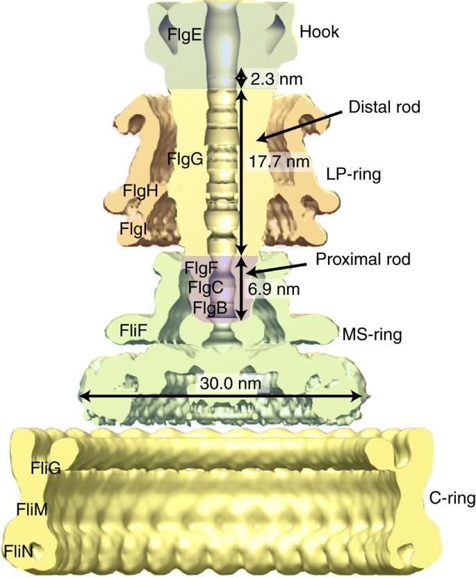 Identical folds used for distinct mechanical functions of the bacterial  flagellar rod and hook | Nature Communications