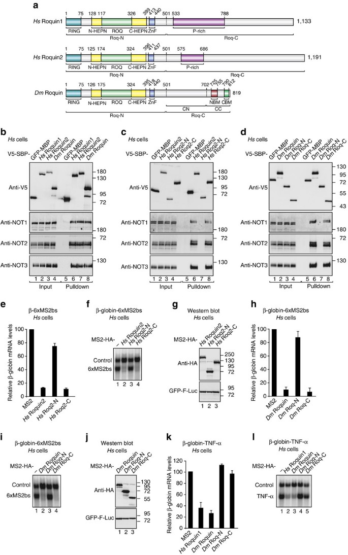 A Caf40 Binding Motif Facilitates Recruitment Of The Ccr4 Not Complex To Mrnas Targeted By Drosophila Roquin Nature Communications