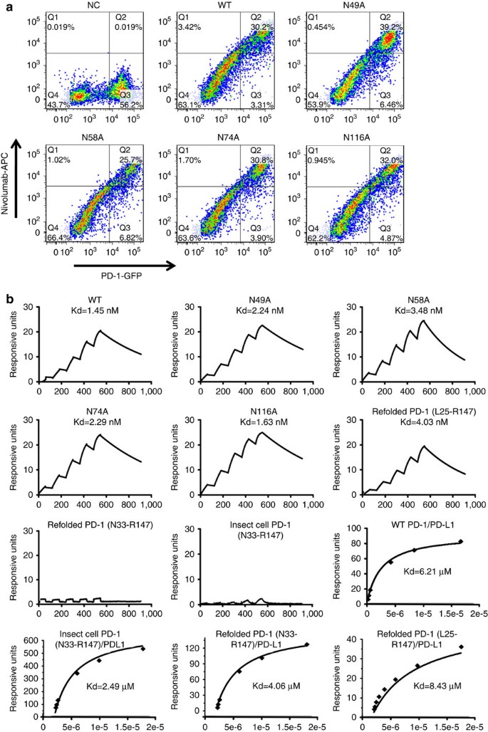 An Unexpected N Terminal Loop In Pd 1 Dominates Binding By Nivolumab Nature Communications