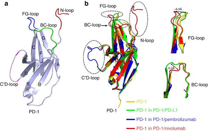 An Unexpected N Terminal Loop In Pd 1 Dominates Binding By Nivolumab Nature Communications