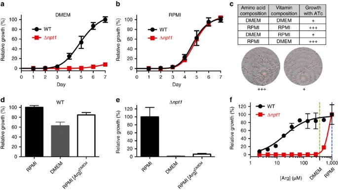 Figure 2: Growth of parasites lacking TgNPT1 is modulated by arginine.