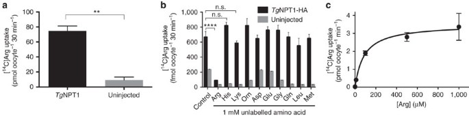Figure 3: TgNPT1 is an arginine transporter.