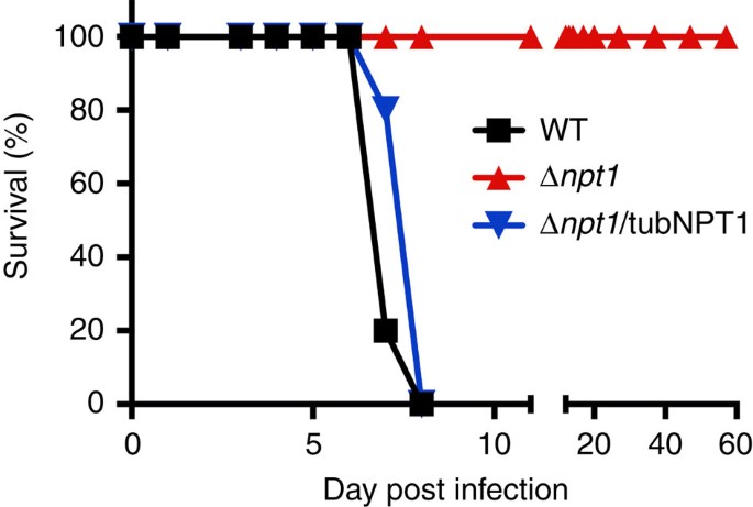 Figure 7: TgNPT1 is essential for parasite virulence in vivo.