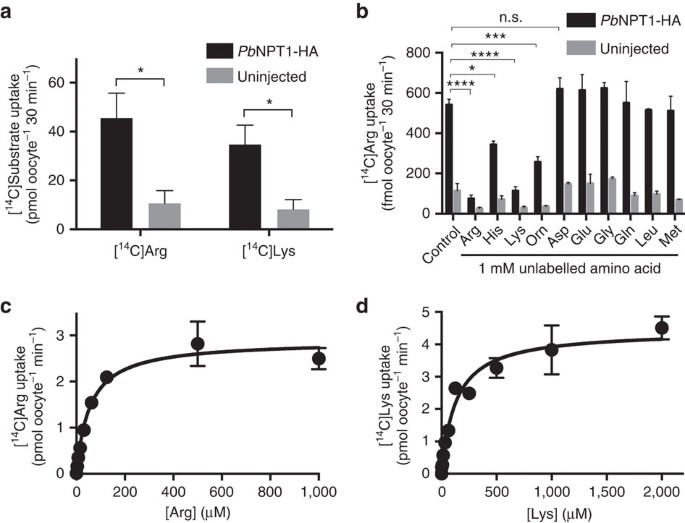 Figure 8: PbNPT1 is a cationic amino acid transporter.