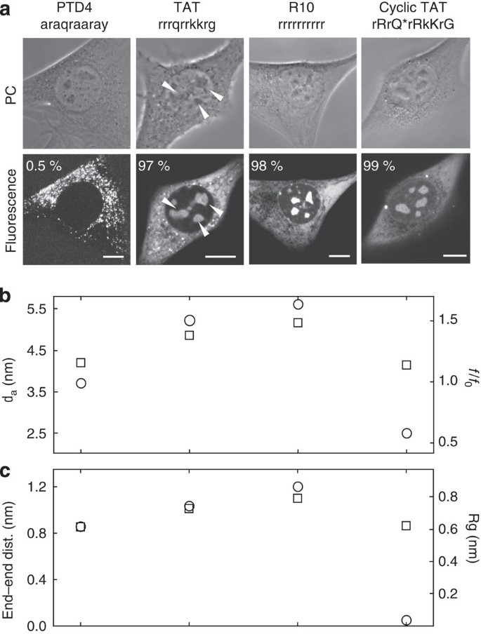 Backbone Rigidity And Static Presentation Of Guanidinium Groups Increases Cellular Uptake Of Arginine Rich Cell Penetrating Peptides Nature Communications