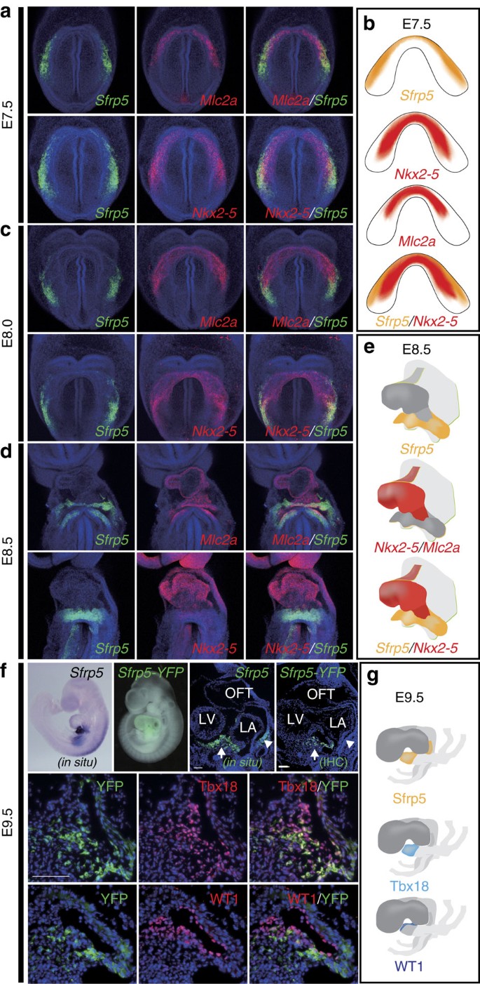 Sfrp5 Identifies Murine Cardiac Progenitors For All Myocardial Structures Except For The Right Ventricle Nature Communications