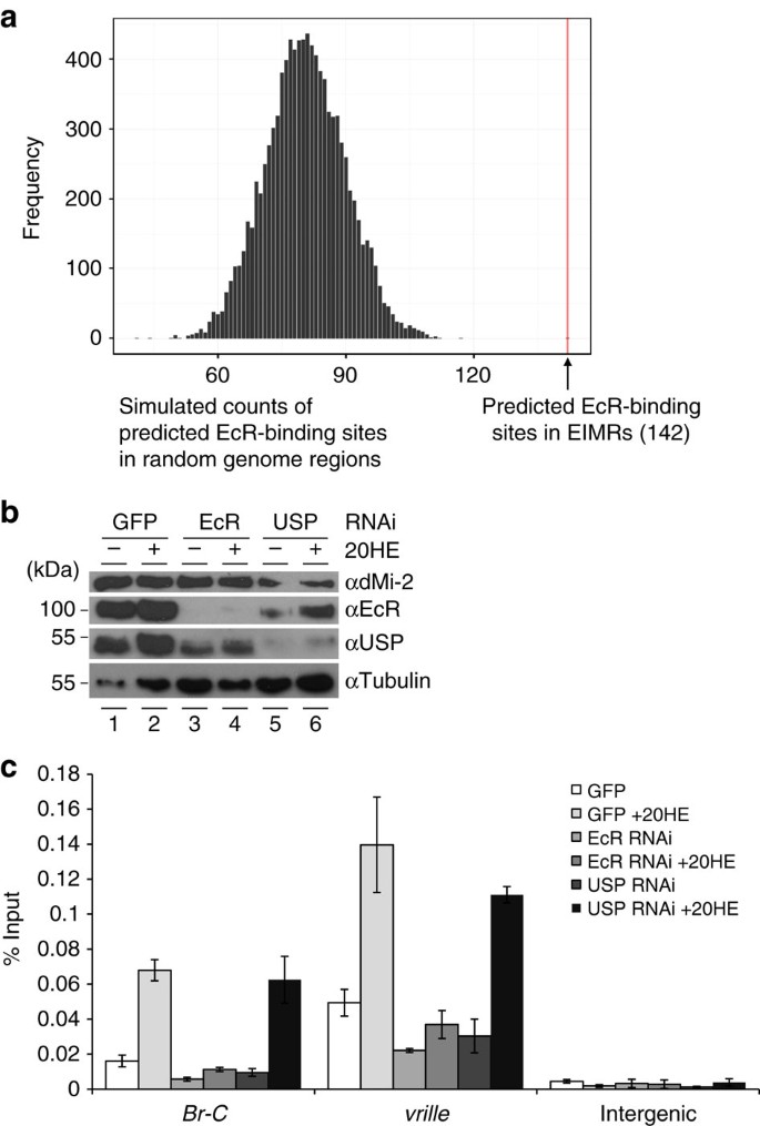 Ecr Recruits Dmi 2 And Increases Efficiency Of Dmi 2 Mediated Remodelling To Constrain Transcription Of Hormone Regulated Genes Nature Communications