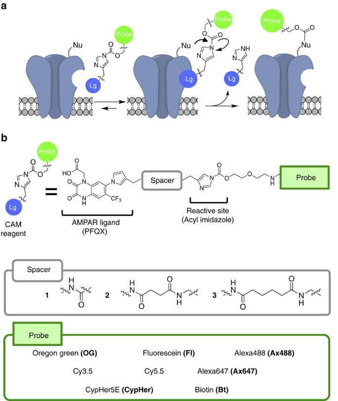 Chemical labelling for visualizing native AMPA receptors in live neurons |  Nature Communications