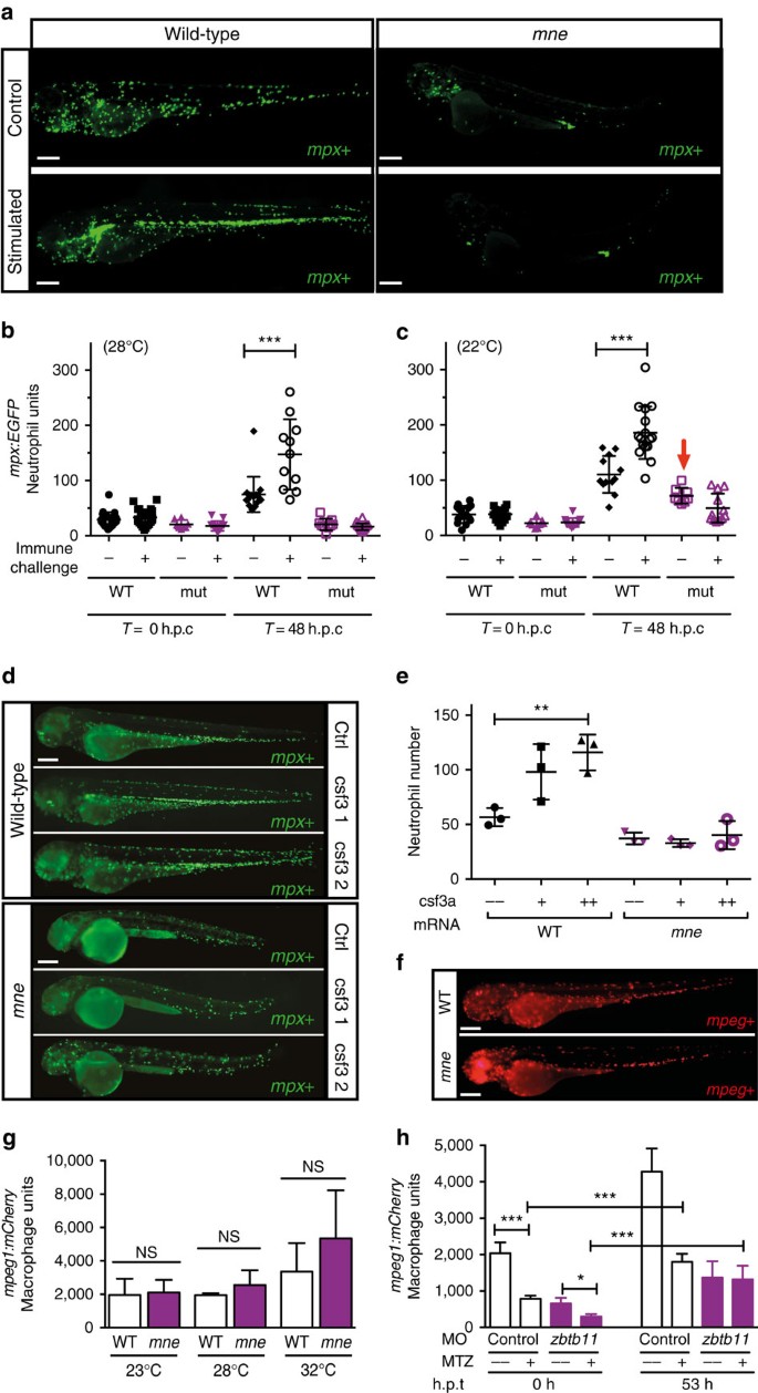 PDF) ZBTB12 DNA methylation is associated with coagulation- and