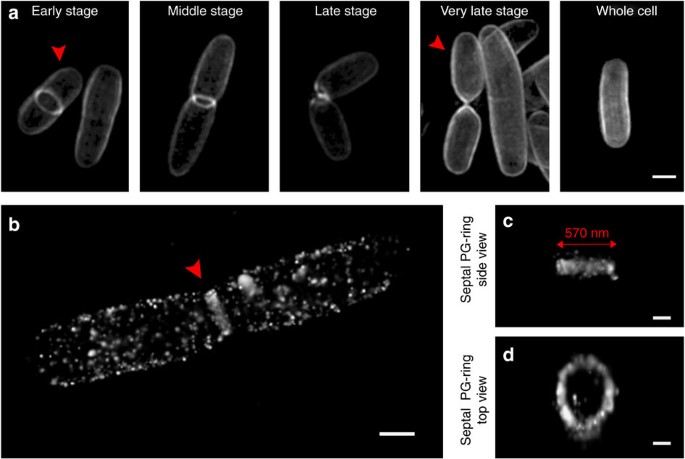 Metabolic Labelling Of The Carbohydrate Core In Bacterial Peptidoglycan And Its Applications Nature Communications Metabolic Labelling Of The Carbohydrate Core In Bacterial Peptidoglycan And Its Applications Nature Communications