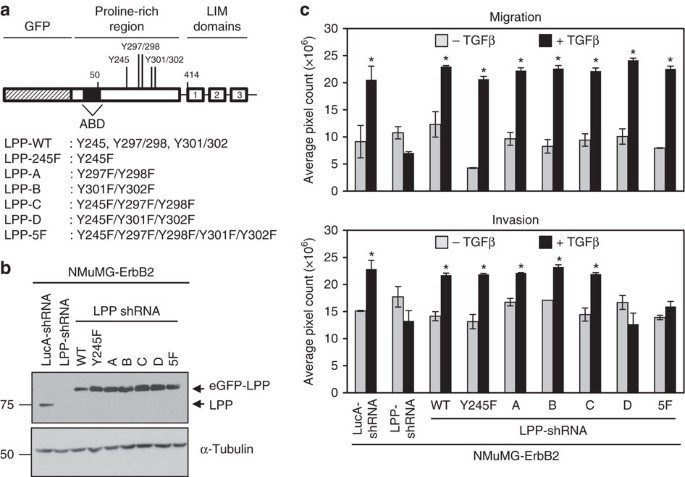Lpp Is A Src Substrate Required For Invadopodia Formation And Efficient Breast Cancer Lung Metastasis Nature Communications