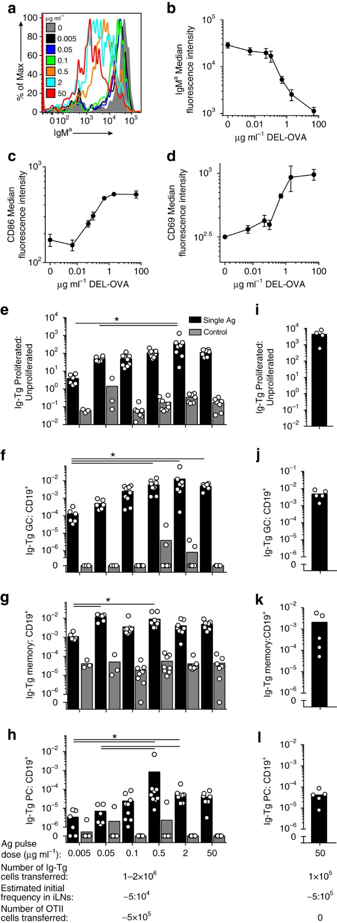 Transiently Antigen Primed B Cells Return To Naive Like State In Absence Of T Cell Help Nature Communications