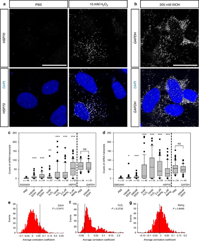 CBP-HSF2 structural and functional interplay in Rubinstein-Taybi  neurodevelopmental disorder