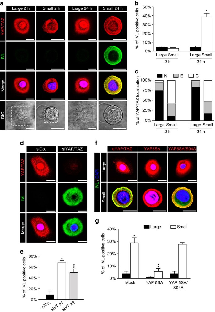 YAP/TAZ link cell mechanics to Notch signalling to control epidermal stem  cell fate | Nature Communications