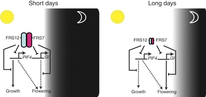 The Transcriptional Repressor Complex Frs7 Frs12 Regulates Flowering Time And Growth In Arabidopsis Nature Communications