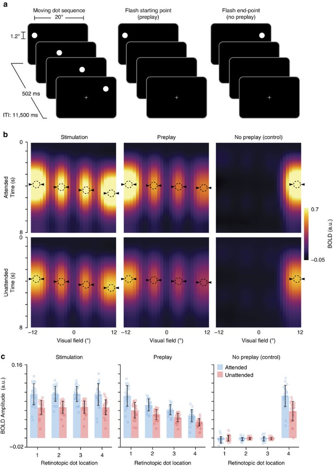 Time Compressed Preplay Of Anticipated Events In Human Primary Visual Cortex Nature Communications