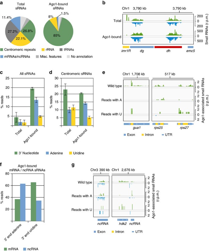 Tailing And Degradation Of Argonaute Bound Small Rnas Protect The Genome From Uncontrolled Rnai Nature Communications