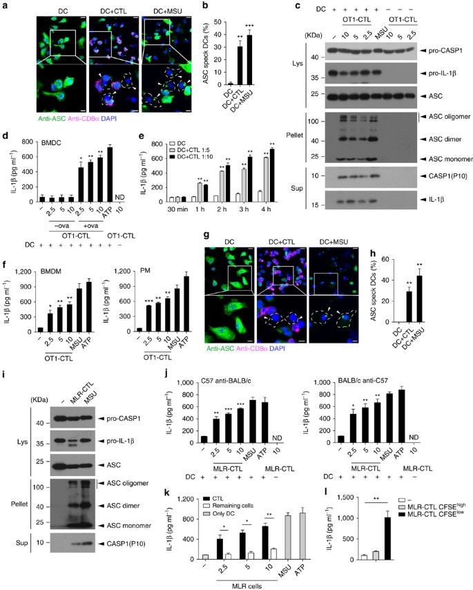 Antigen Specific Cd8 T Cell Feedback Activates Nlrp3 Inflammasome In Antigen Presenting Cells Through Perforin Nature Communications Antigen Specific Cd8 T Cell Feedback Activates Nlrp3 Inflammasome In Antigen Presenting Cells Through Perforin Nature Communications