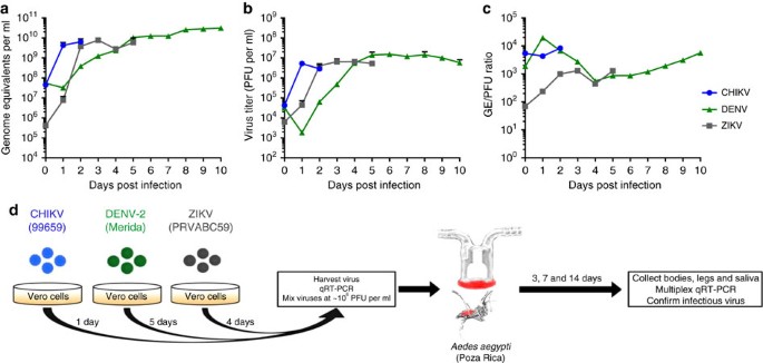 Impact Of Simultaneous Exposure To Arboviruses On Infection And Transmission By Aedes Aegypti Mosquitoes Nature Communications