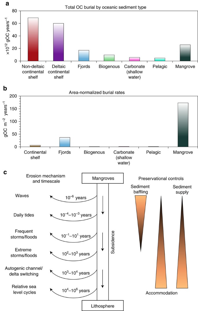 Tidal dynamics and mangrove carbon sequestration during the Oligo–Miocene  in the South China Sea | Nature Communications