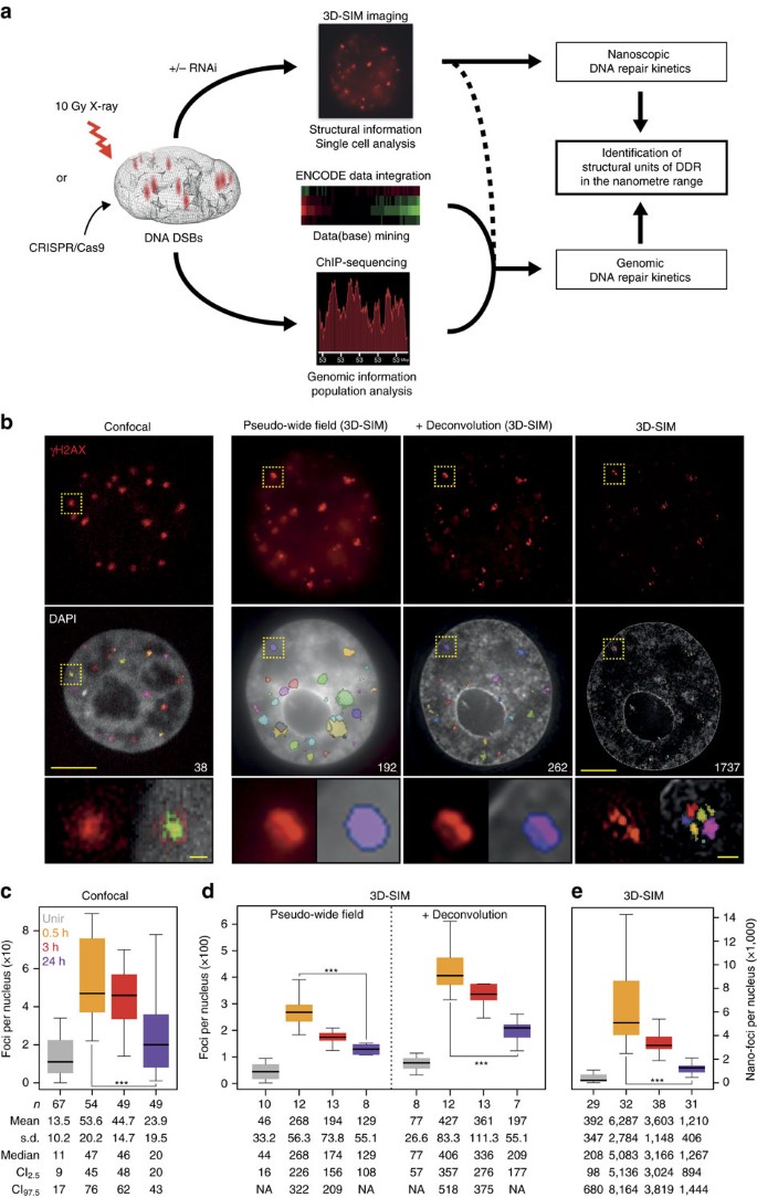 Immagini Natalizie 192 Pixel.Identification Of The Elementary Structural Units Of The Dna Damage Response Nature Communications