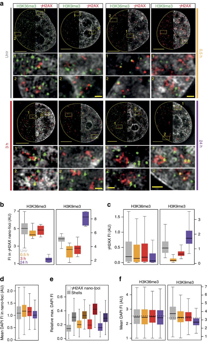 Identification Of The Elementary Structural Units Of The Dna Damage Response Nature Communications