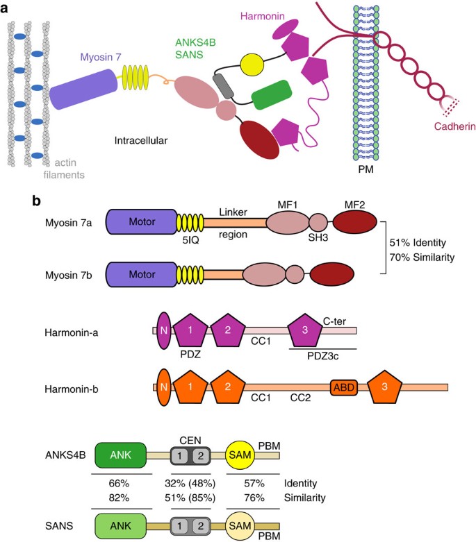 Myosin 7 And Its Adaptors Link Cadherins To Actin Nature Communications