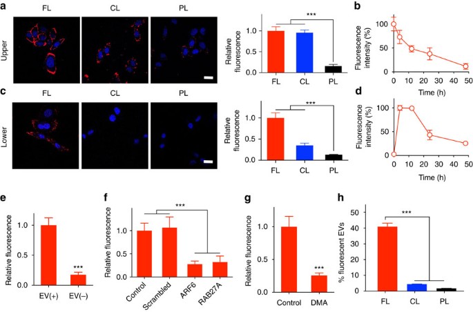 cooperative tumour cell membrane targeted phototherapy nature communications