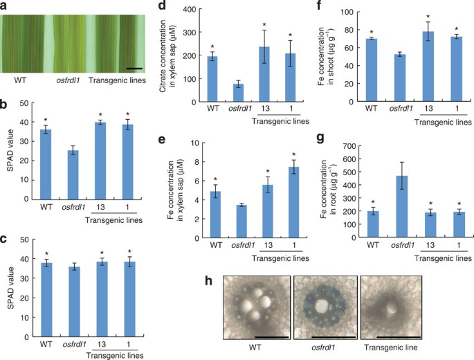 Figure 5: Complementation test for iron translocation in rice.