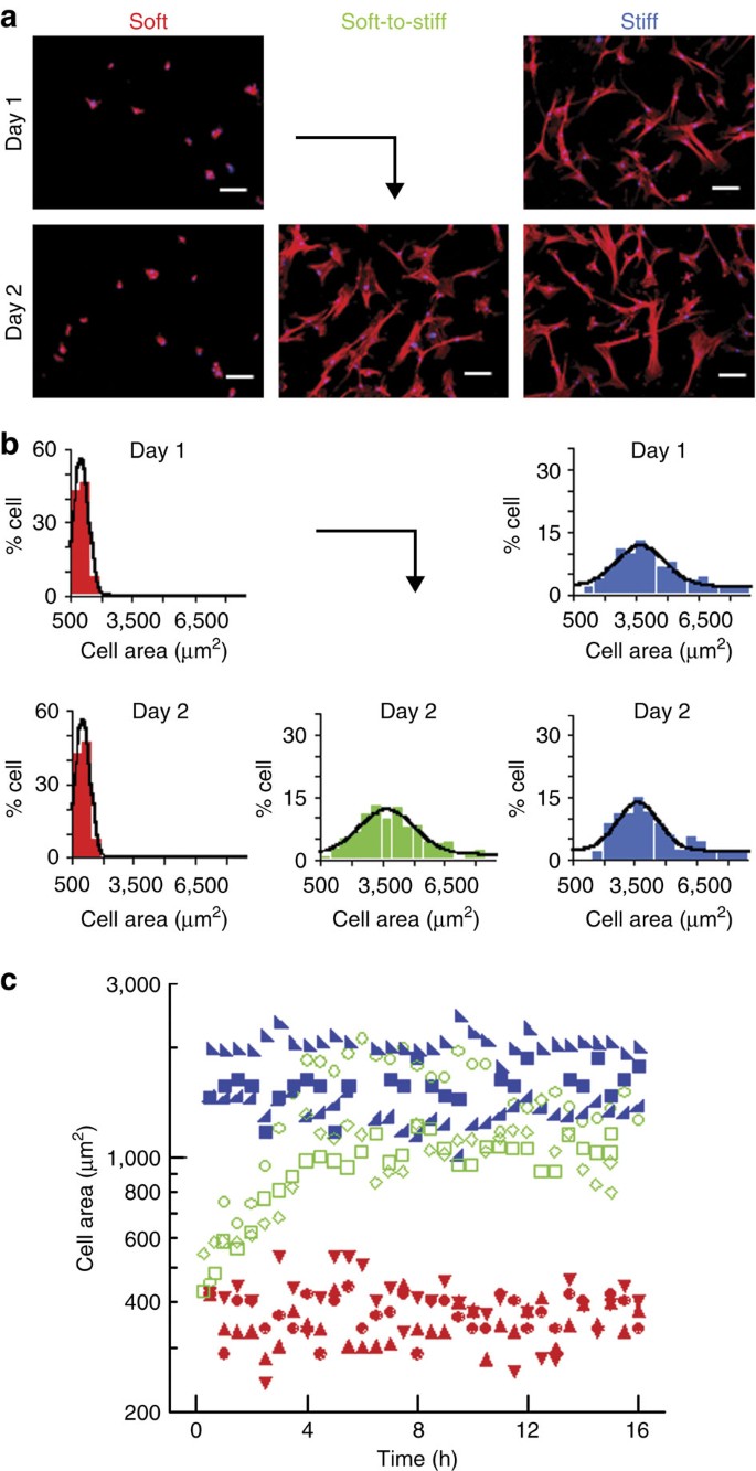 Stiffening Hydrogels To Probe Short And Long Term Cellular Responses To Dynamic Mechanics Nature Communications