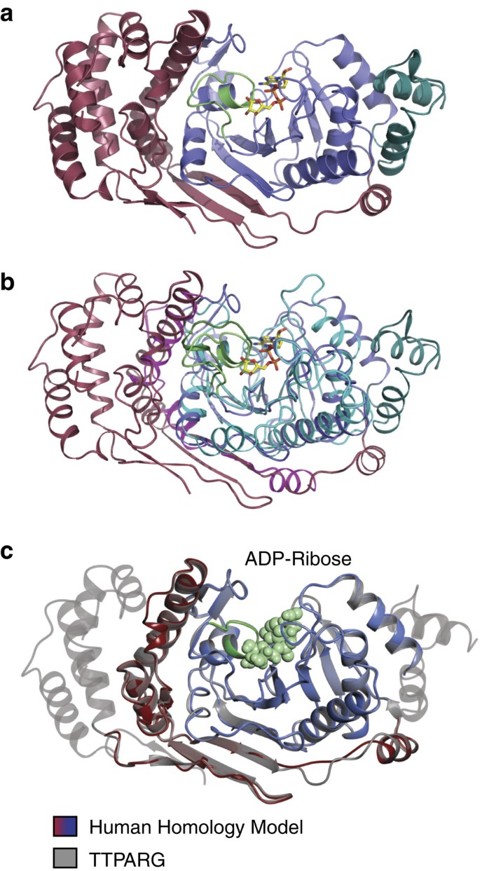 Structure And Mechanism Of A Canonical Poly Adp Ribose Glycohydrolase Nature Communications