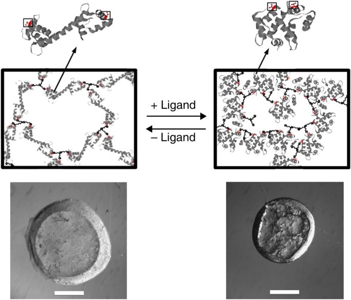 Figure 5: Dynamic hydrogels that respond to biochemical inputs.