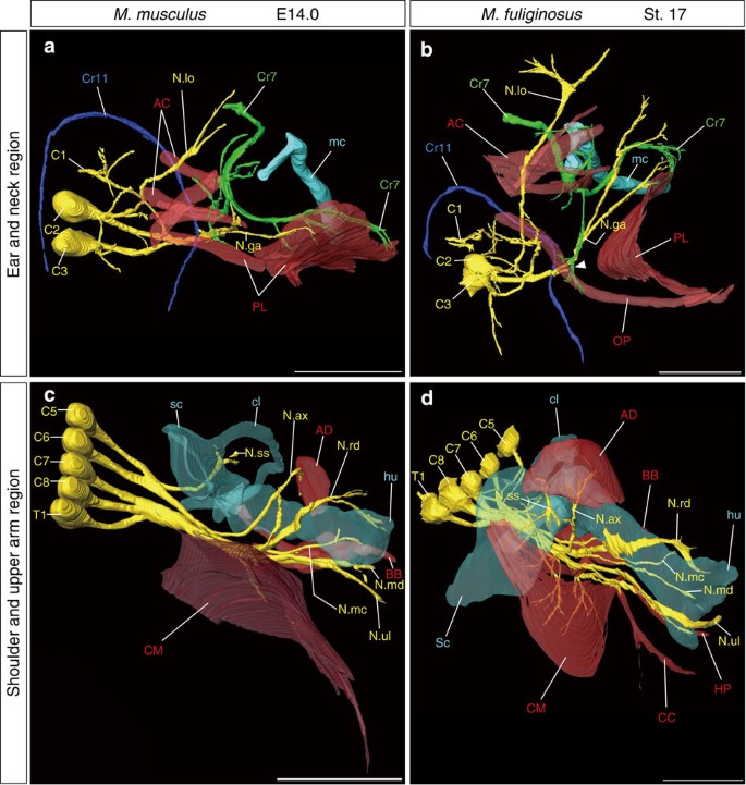 The developmental basis of bat wing muscle | Nature Communications